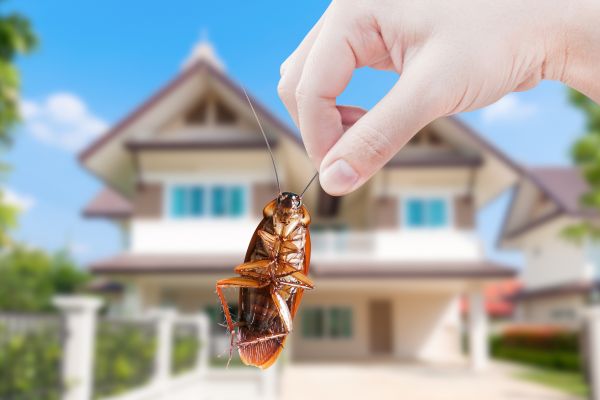 Pest Prevention