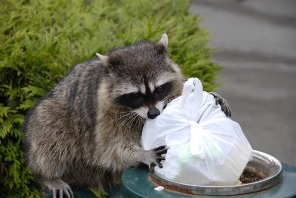 Wildlife Exclusion