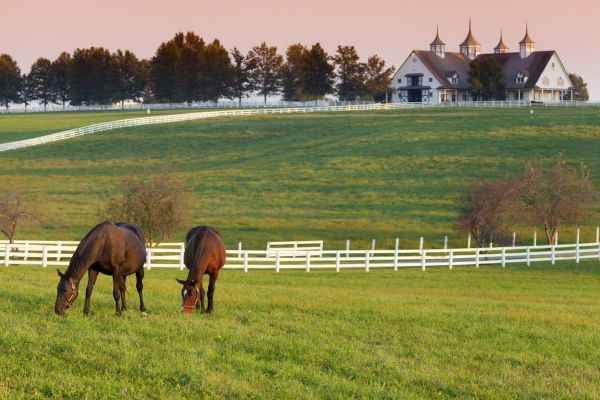 Stable Fencing Installation Service