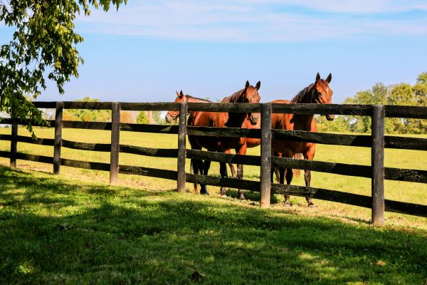 Ranch Fence Construction Service