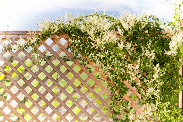 Lattice Fence Building