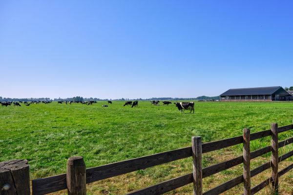 Livestock Fence Construction