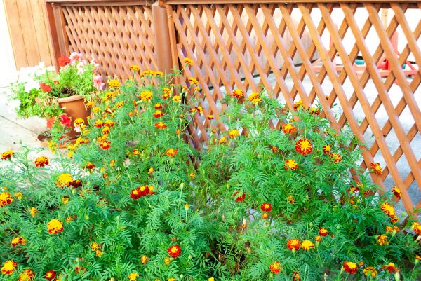 Lattice Fence Installation Service
