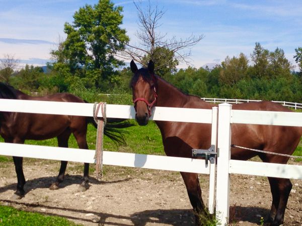 Equine Fence Installation Service