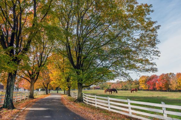 Horse Fence Replacement Service