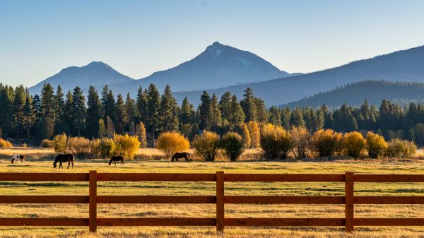 Ranch Fence Replacement Service